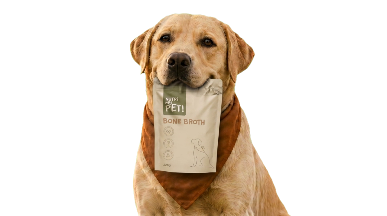 Labrador segurando a embalagem de Bone Broth Nutri My Pet