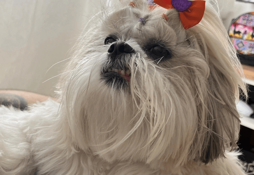 Shih Tzu branca com laço laranja