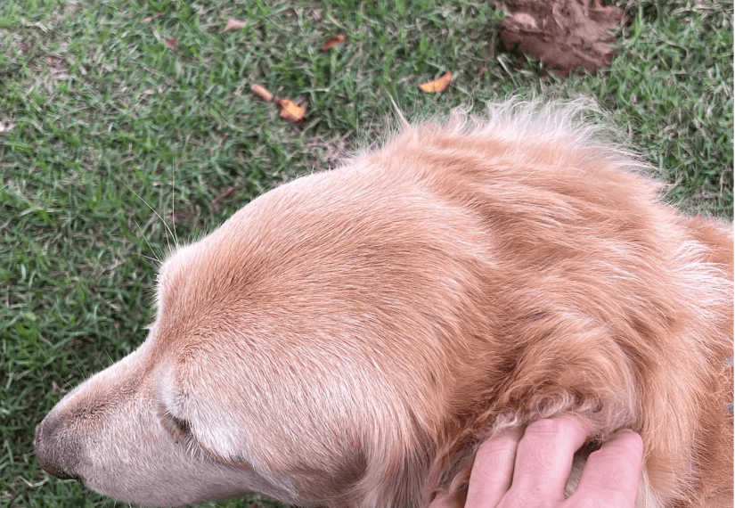 Cão de pelo claro recebendo carinho na grama