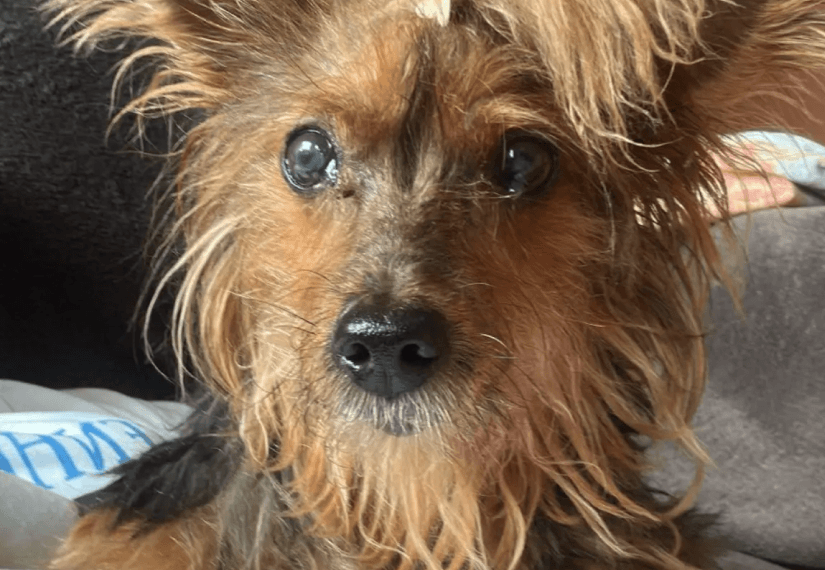 Cão pequeno de pelo castanho olhando para a câmera