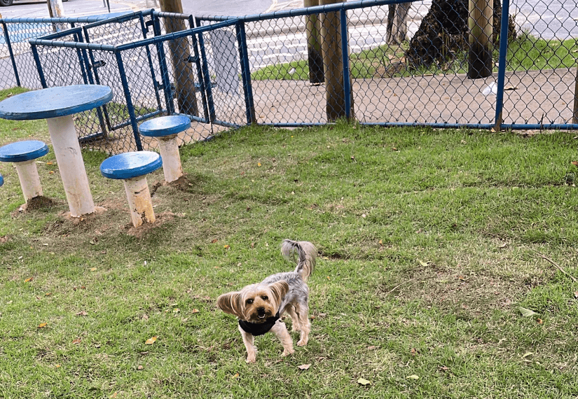Cão pequeno correndo num parque