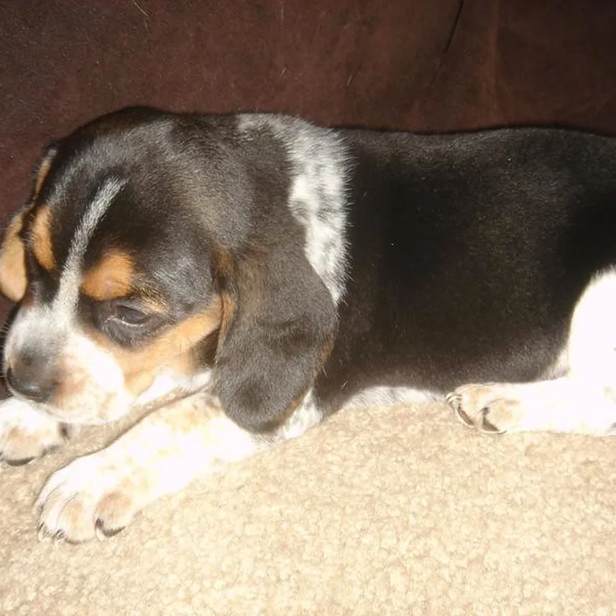 Bob, beagle, deitado no tapete de casa
