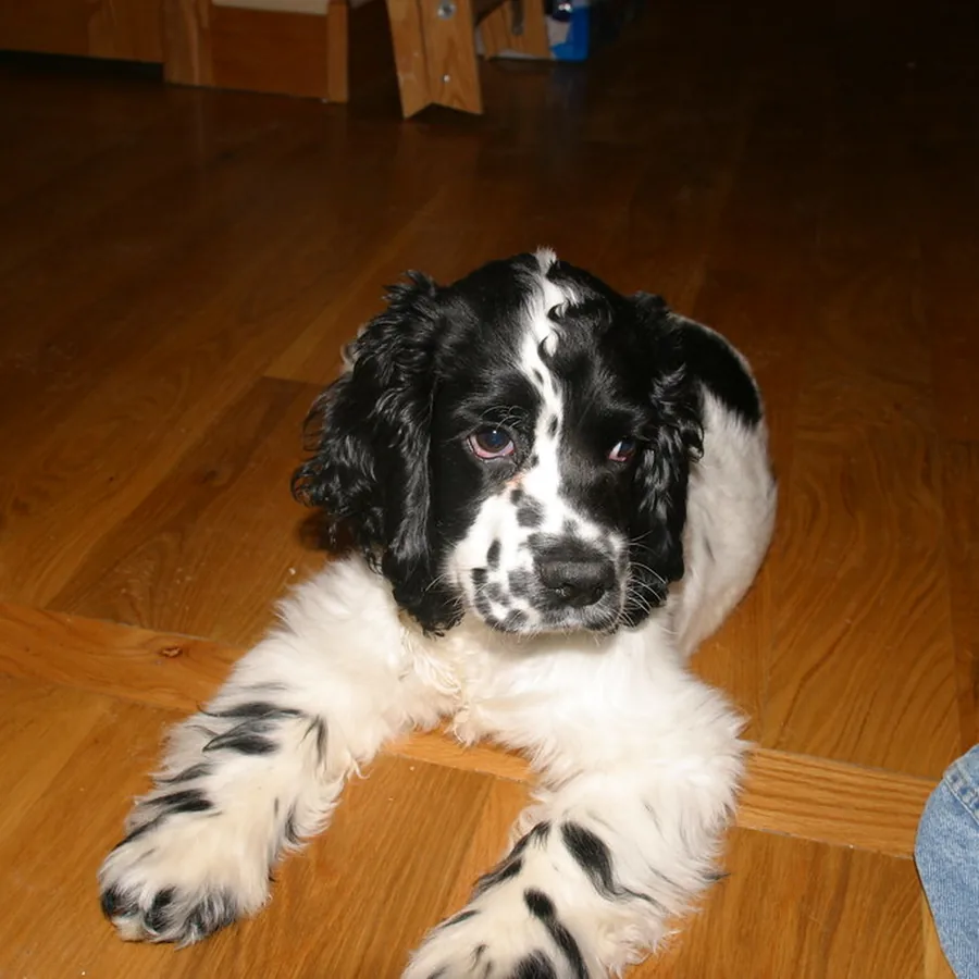Cacau, cocker spaniel, deitado no piso de madeira