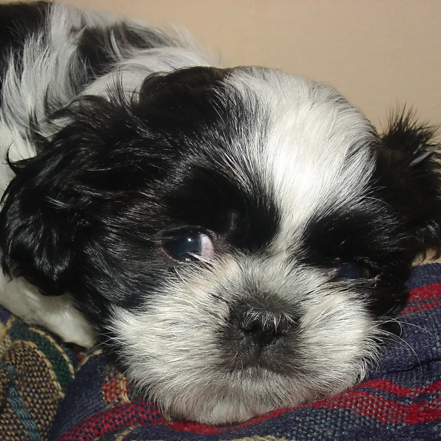 Lili, shih tzu, deitada na manta do sofá