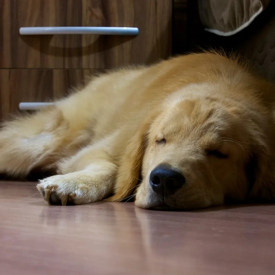Luna, golden retriever, dormindo no piso da sala
