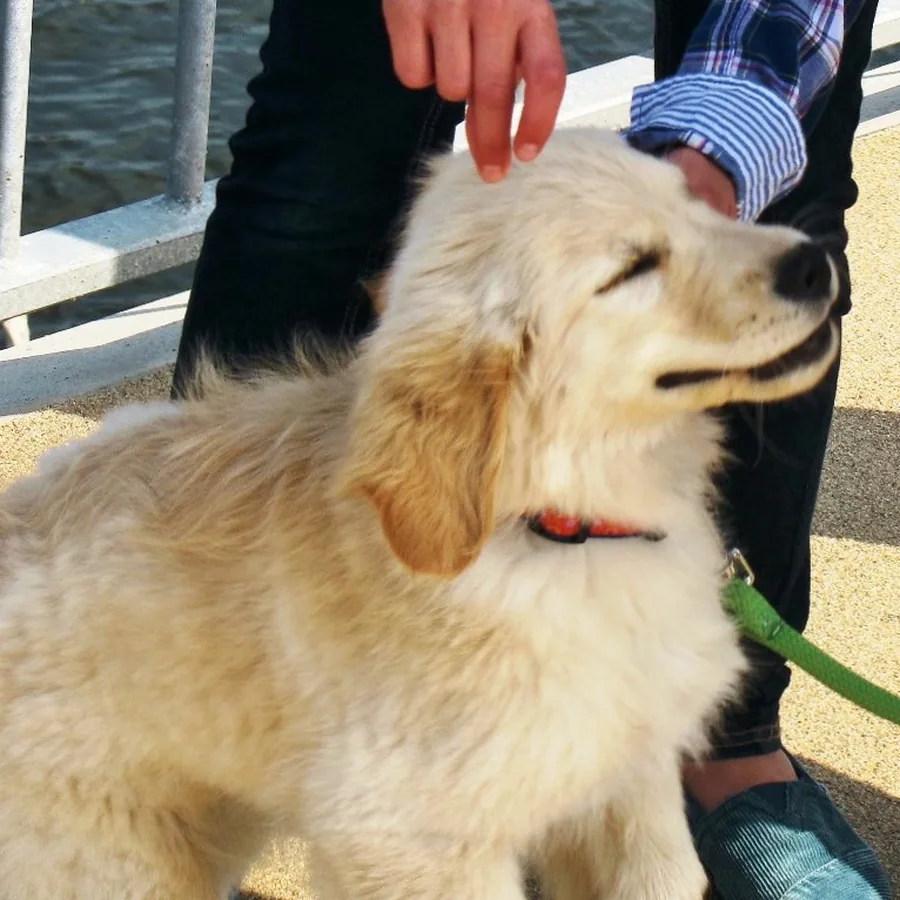 Maia, golden retriever, recebendo carinho do tutor