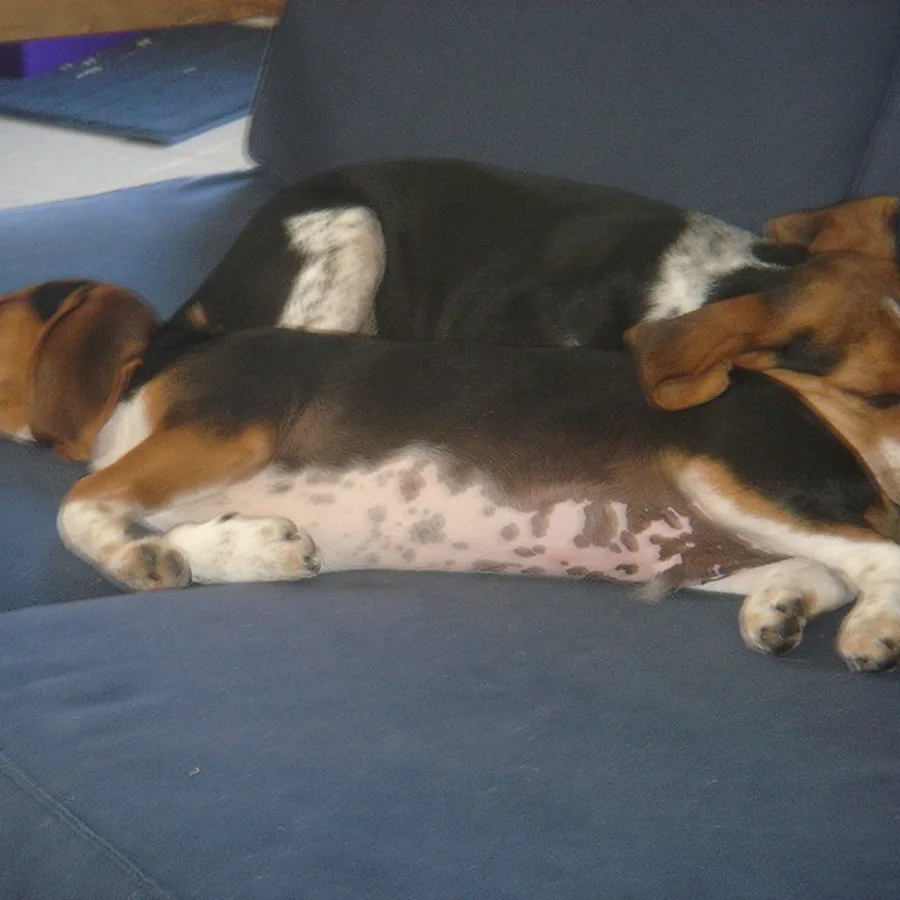 Otto e Nina, beagles, dormindo lado a lado no sofá