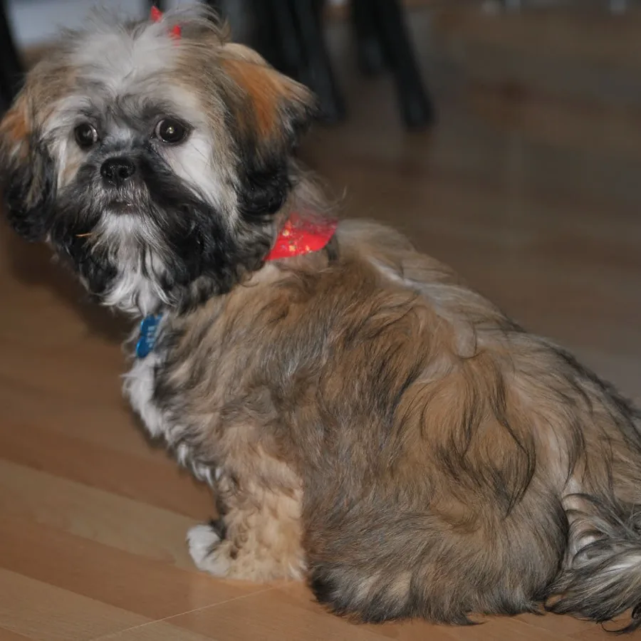 Simba, shih tzu, deitado no piso de casa