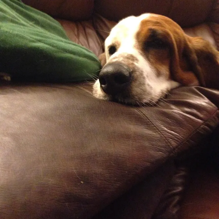 Barão, basset hound, deitado no sofá de couro