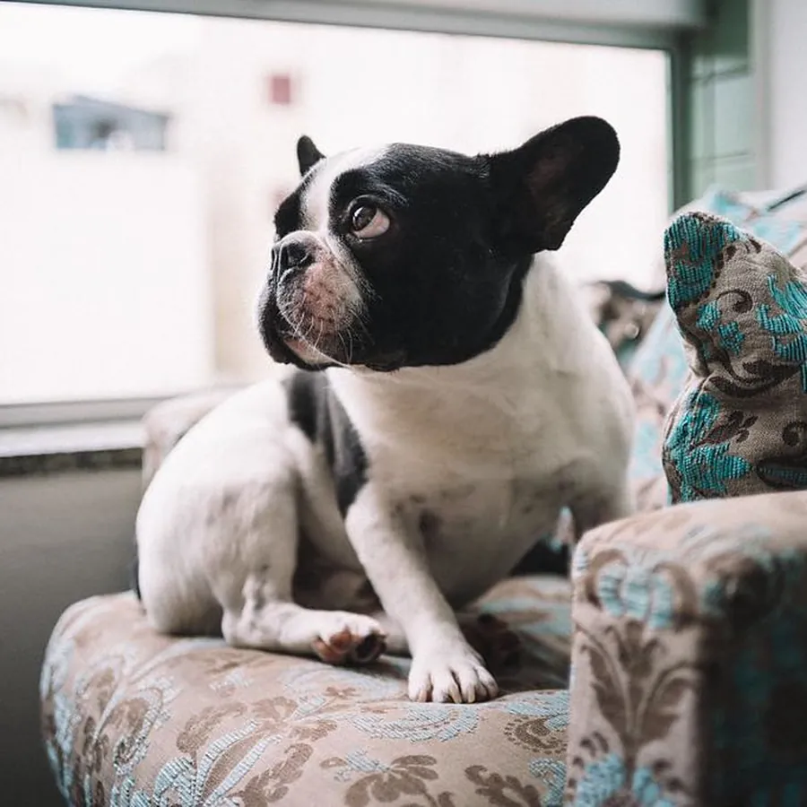 Mia, bulldog francês, sentada na poltrona