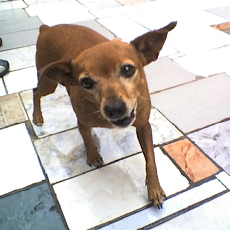 Toddy, vira-lata pequeno, em pé no piso da cozinha